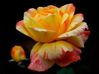 Rosa Gelb Walter Mains Blumensamen zur Aussaat lang Blüte Saison Traditionssorte & ohne Gentechnik Samen Hausgarten