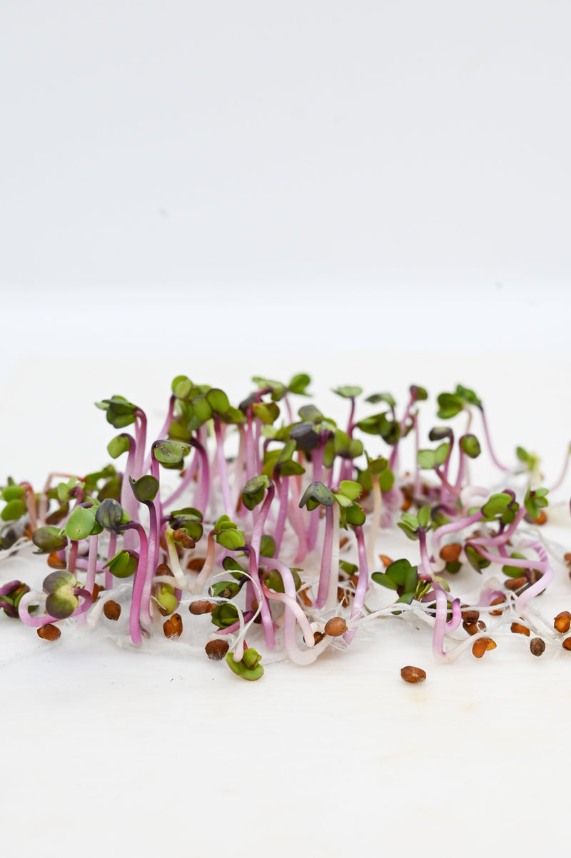 China rose rettichsamen samen for spicy radishes