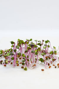 China rose rettichsamen samen for spicy radishes
