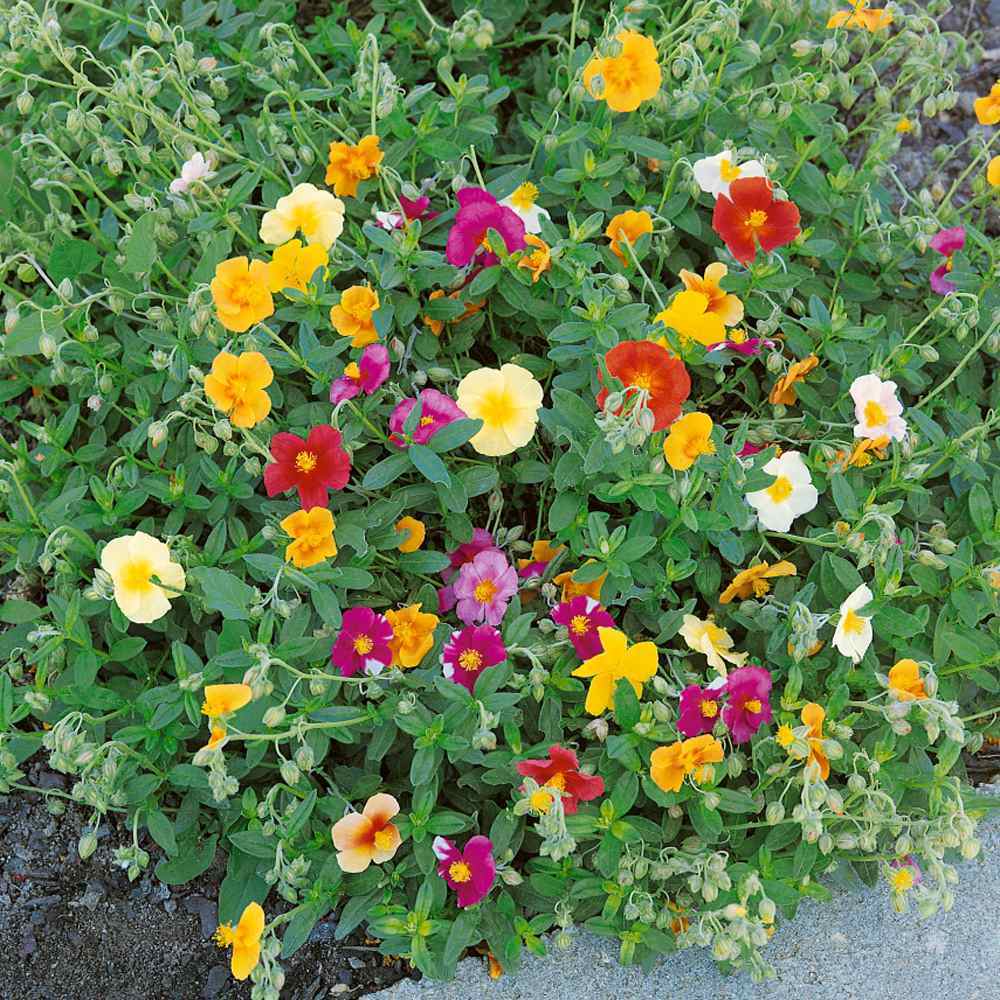 Gemischt Helianthemum Mutabile Blume Samen zur Aussaat leuchtend & farbenfroh Einjährige für Ihren Garten