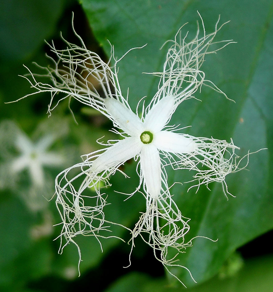 Weiß Trichosanthes Cucumerina Blumensamen zur Aussaat – leuchtend – Traditionssorte & ohne Gentechnik Samen Hausgarten