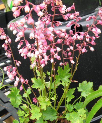 Heuchera Pulchella Blumensamen zur Aussaat leuchtend Blüten Traditionssorte & ohne Gentechnik Samen Hausgarten