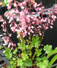 Heuchera Pulchella Blumensamen zur Aussaat leuchtend Blüten Traditionssorte & ohne Gentechnik Samen Hausgarten
