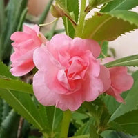klein Rosa Springkraut Blumensamen zur Aussaat ideal Rabatten Traditionssorte & ohne Gentechnik Samen Hausgarten