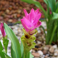 Curcuma Blumensamen zur Aussaat – saisonal Dauerblüher – Traditionssorte & ohne Gentechnik Samen Hausgarten