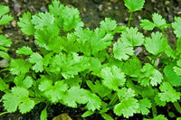 Green Santo Cilantro Gemüse Planting Samen