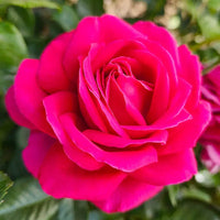 Rosa Rose Blumensamen zur Aussaat lang Blüte Saison Traditionssorte & ohne Gentechnik Samen Hausgarten