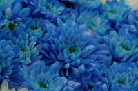Blau Gelb Chrysantheme Blumensamen zur Aussaat – farbenfroh Schau – Traditionssorte & ohne Gentechnik Samen Hausgarten