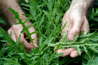 Rocket Plant Gemüsesamen for Gardening & Planting