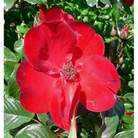 Rot Rugrose Rose Blumensamen zur Aussaat – Wildblume Mischung – Traditionssorte & ohne Gentechnik Samen Hausgarten