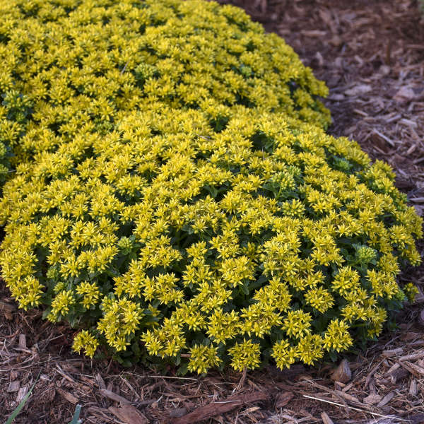 Gelb Sedum Blumensamen zur Aussaat – duftend Blüten – Traditionssorte & ohne Gentechnik Samen Hausgarten