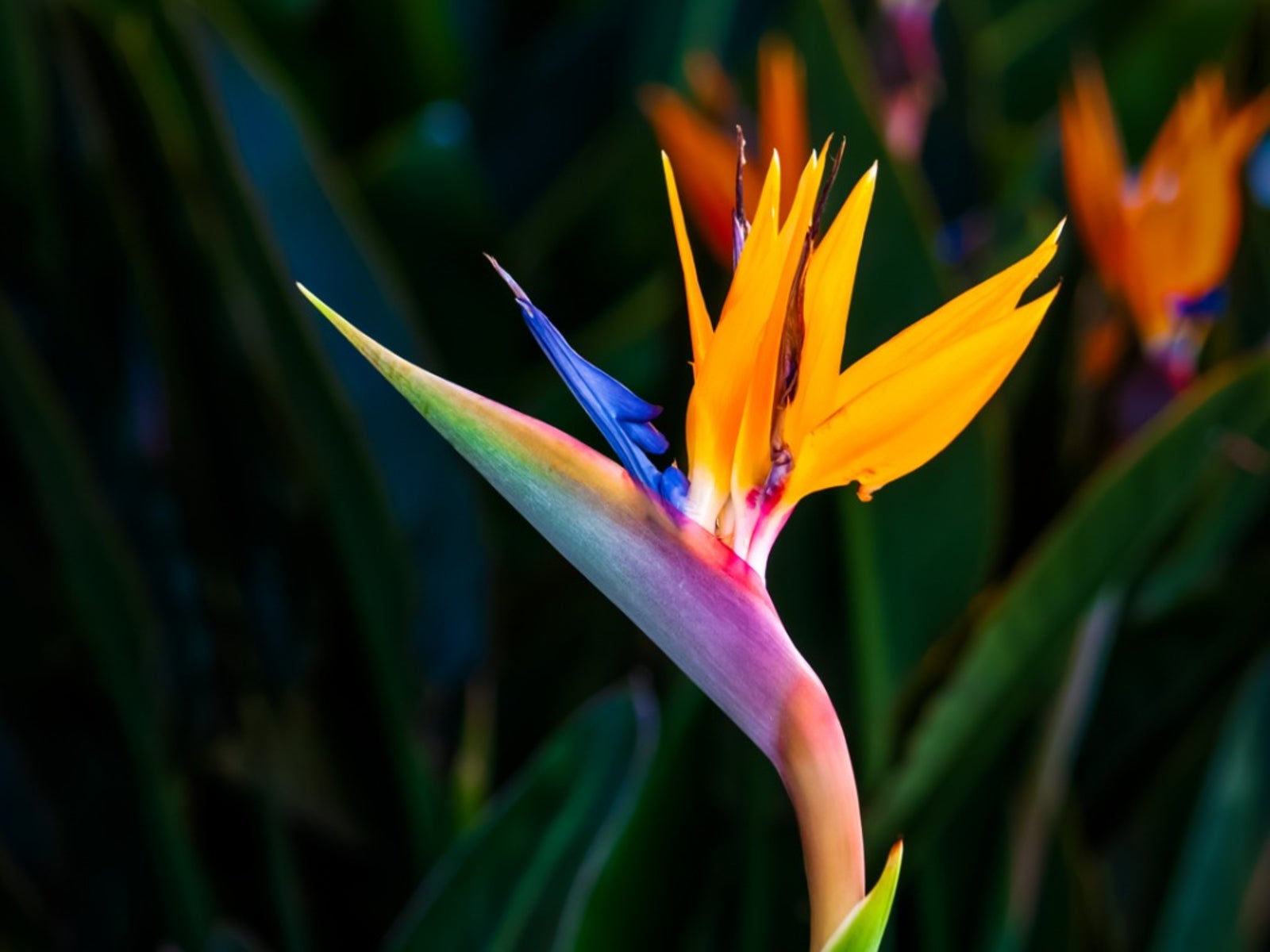 Bird Paradise Blumensamen zur Aussaat – Drought verträglich – Traditionssorte & ohne Gentechnik Samen Hausgarten