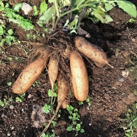 Bio Samen Yacon zum Anpflanzen – Traditionelle Sorte, nicht gentechnisch verändert