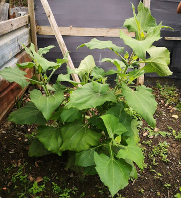 Yacon Gemüsesamen – Traditionelle Sorte, natürlich gezüchtet, für den Anbau