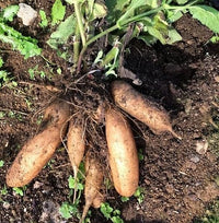 Yacon Gemüsesamen – Traditionelle Sorte, natürlich gezüchtet, für den Anbau