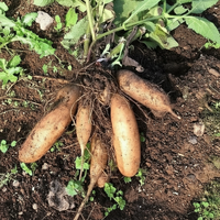 Yacon Gemüsesamen zum Pflanzen – Traditionelle Sorte, nicht gentechnisch verändert, Bio-Gartensaatgut