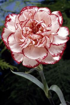 Rot Weiß Carnations Blumensamen zur Aussaat saisonal Dauerblüher Traditionssorte & ohne Gentechnik Samen Hausgarten