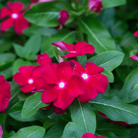Rot Immergrün Rosea Blumensamen zur Aussaat – Halbschatten verträglich – Traditionssorte & ohne Gentechnik Samen Hausgarten