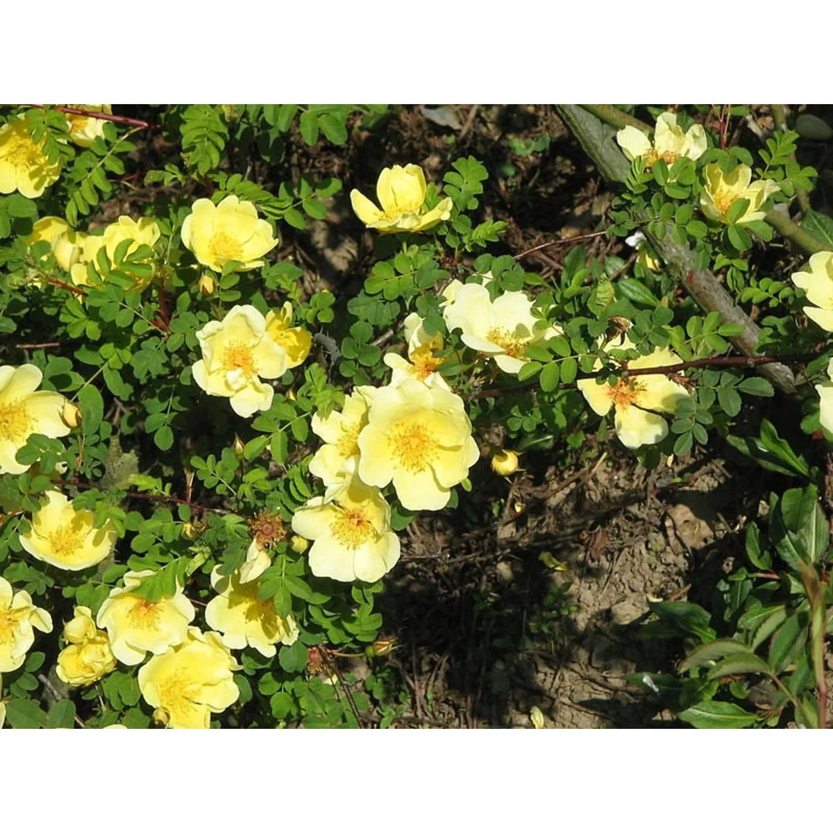 Rosa (rosa xanthina) samen for anpflanzung in home garten