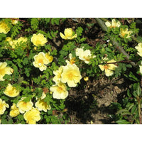 Rosa (rosa xanthina) samen for anpflanzung in home garten