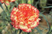 Gelb Lila Nelke Blumensamen zur Aussaat ideal Garten Beautification und leuchtend Floral Schauanlagen