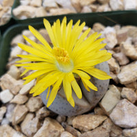 Dinteranthus Blumensamen zur Aussaat – lang Blüte Saison – Traditionssorte & ohne Gentechnik Samen Hausgarten