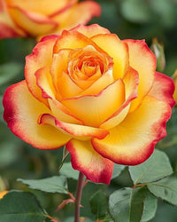 Rot Rose Blume Samen zur Aussaat Kollektion