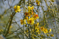 Parkinsonia Aculeata Blumensamen zur Aussaat Bestäuber freundlich Traditionssorte & ohne Gentechnik Samen Hausgarten