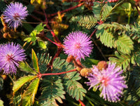 Mimosa Pudica Blumensamen zur Aussaat – duftend Blüten – Traditionssorte & ohne Gentechnik Samen Hausgarten