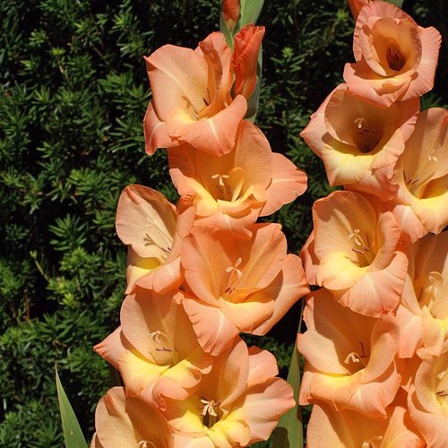 Gelb Orange Gladiole Blumensamen zur Aussaat farbenfroh Schau Traditionssorte & ohne Gentechnik Samen Hausgarten