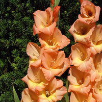 Gelb Orange Gladiole Blumensamen zur Aussaat farbenfroh Schau Traditionssorte & ohne Gentechnik Samen Hausgarten