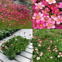 Saxifraga mossi samen - enhance your garten anpflanzung blume