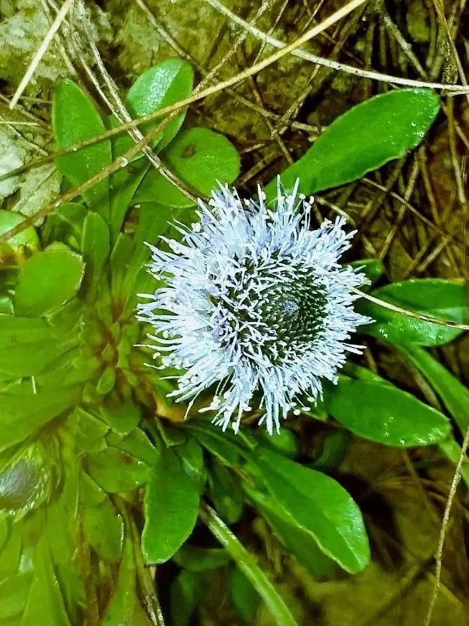 Globularia Blumensamen zur Aussaat sonnenliebend Traditionssorte & ohne Gentechnik Samen Hausgarten