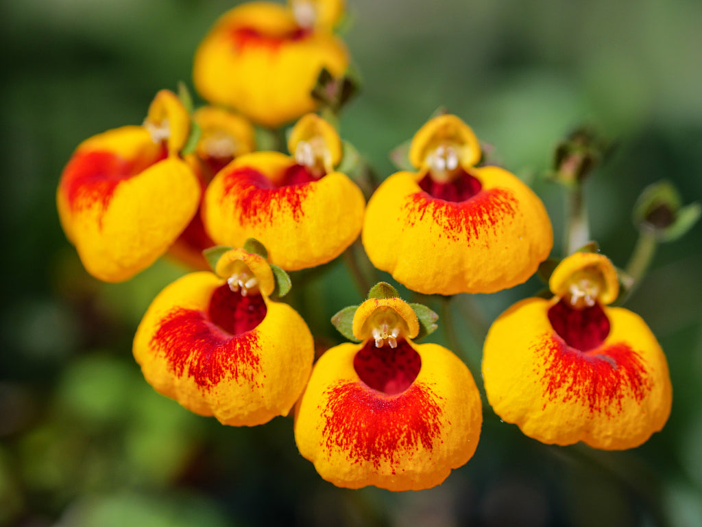 Slipper Blumensamen zur Aussaat leuchtend Traditionssorte & ohne Gentechnik Samen Hausgarten