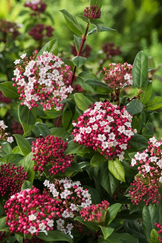 Laurel Strauch Blumensamen zur Aussaat lang Blüte Saison Traditionssorte & ohne Gentechnik Samen Hausgarten