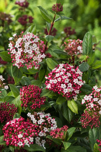 Laurel Strauch Blumensamen zur Aussaat lang Blüte Saison Traditionssorte & ohne Gentechnik Samen Hausgarten