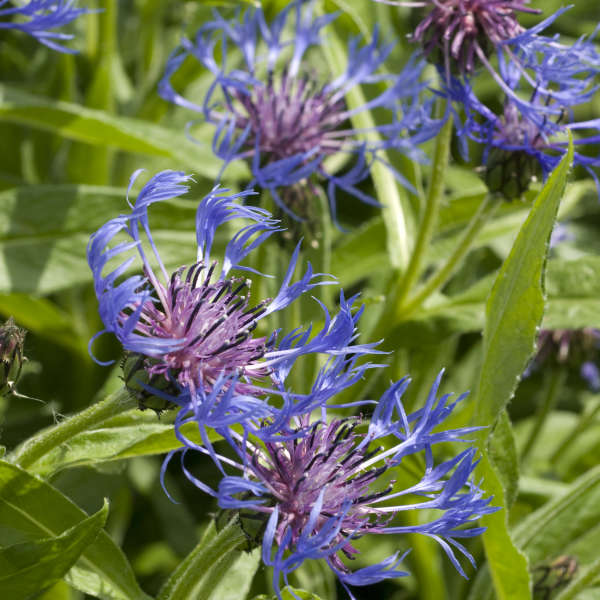 Blau Centaurea Montana Blumensamen zur Aussaat – duftend Blüten – Traditionssorte & ohne Gentechnik Samen Hausgarten