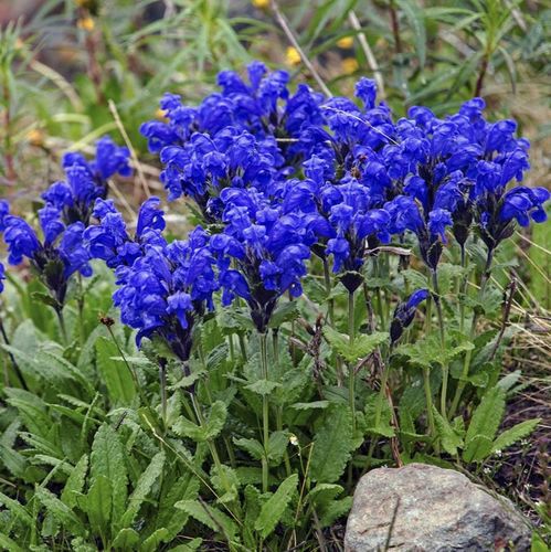 Dracocephalum Blumensamen zur Aussaat Anzucht Traditionssorte & ohne Gentechnik Samen Hausgarten