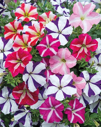 Gemischt Pelleted Petunie Blumensamen zur Aussaat Bestäuber freundlich Traditionssorte & ohne Gentechnik Samen Hausgarten