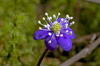 Hepatica Nobilis Blumensamen zur Aussaat – Schnitt Blume beliebt – Traditionssorte & ohne Gentechnik Samen Hausgarten