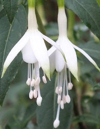 Fuchsie Blumensamen zur Aussaat – Grün & Weiß Sorte