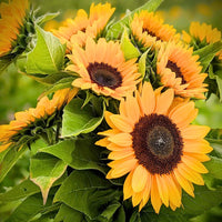 Orange Helianthus Blumensamen zur Aussaat – Bestäuber freundlich – Traditionssorte & ohne Gentechnik Samen Hausgarten