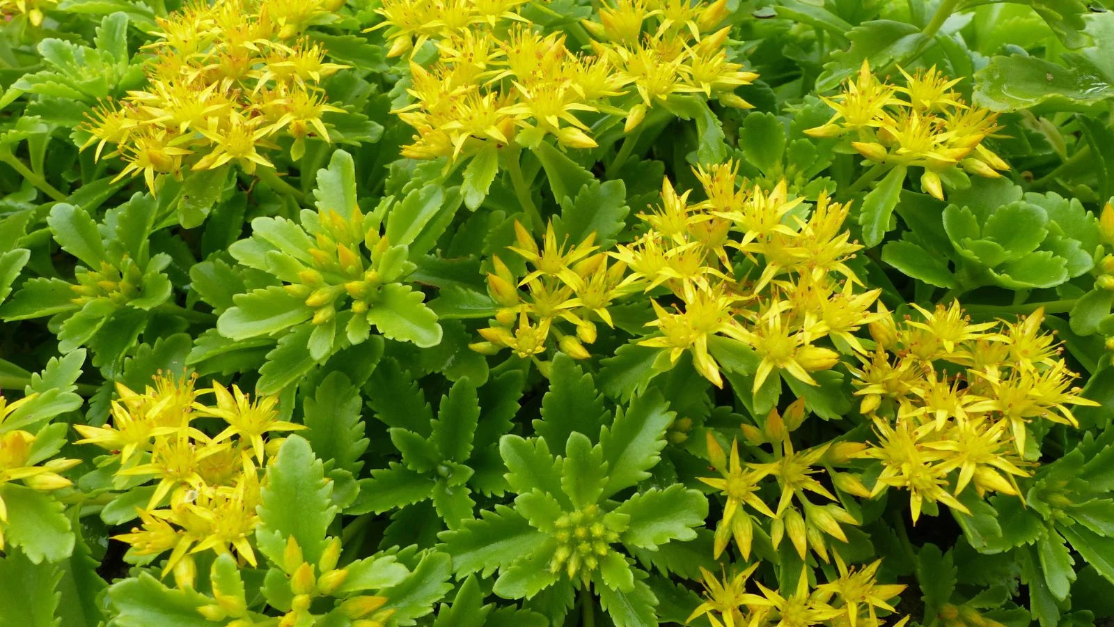 Gelb Sedum Blumensamen zur Aussaat – saisonal Dauerblüher – Traditionssorte & ohne Gentechnik Samen Hausgarten