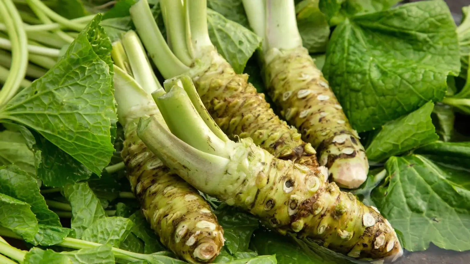 Green Horseradish Gemüse Samen zum Pflanzen