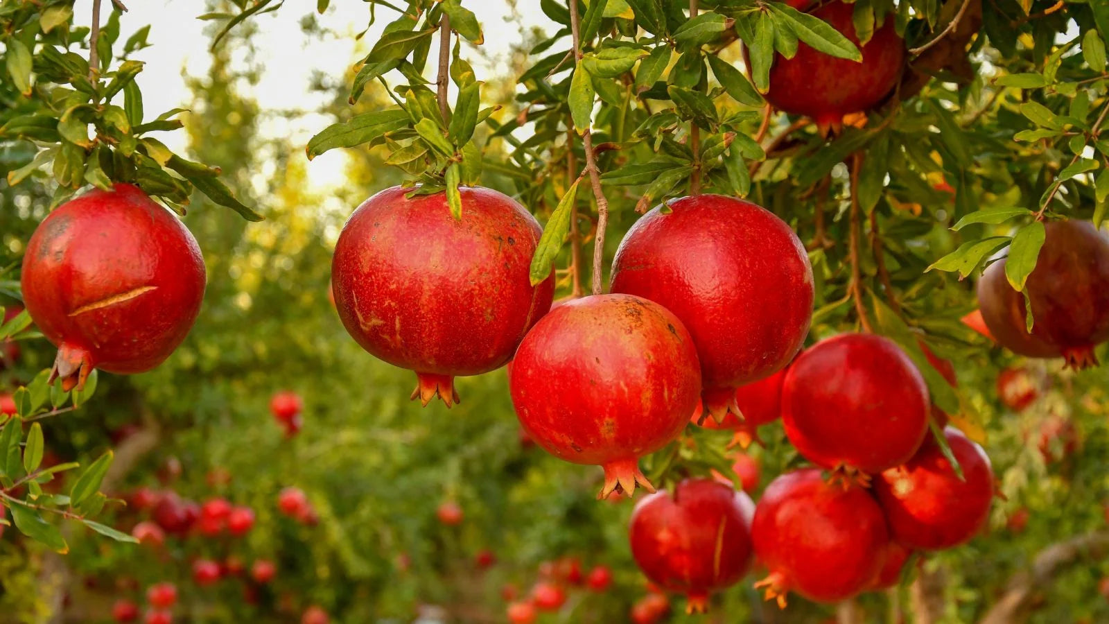 Rote Granatapfel  Fruchtsamen für einfaches Anpflanzen