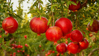 Rote Granatapfel  Fruchtsamen für einfaches Anpflanzen