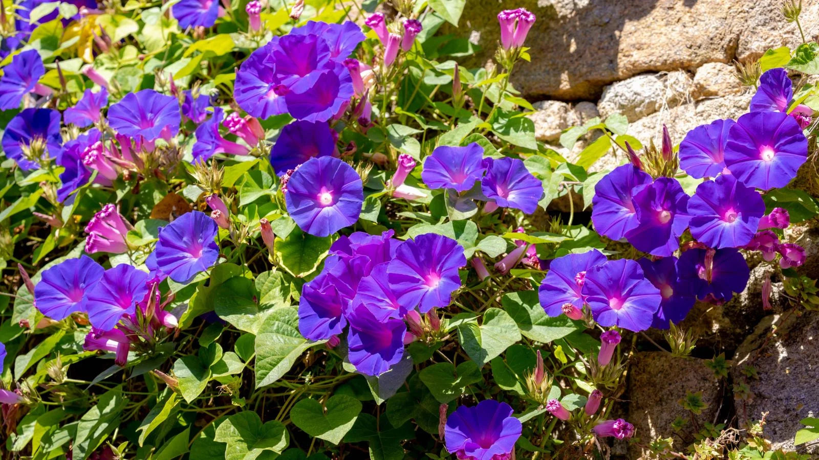 mehrjährig Vine kletternd Lila Blumensamen leuchtend Garten Aussaat