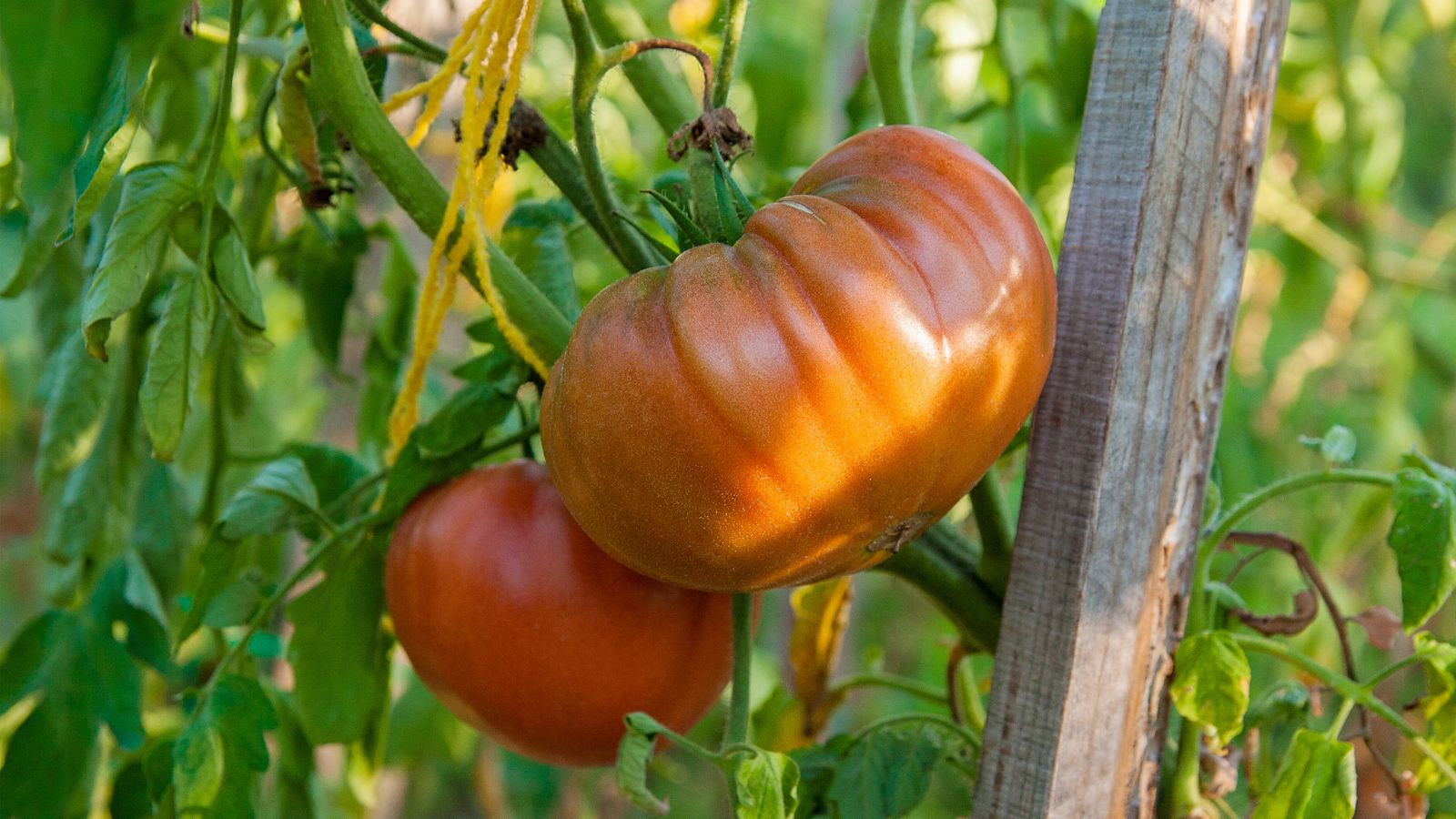 Giant Tomate Samen zum Pflanzen Solanum lycopersicum for vegetable patches and home gardens