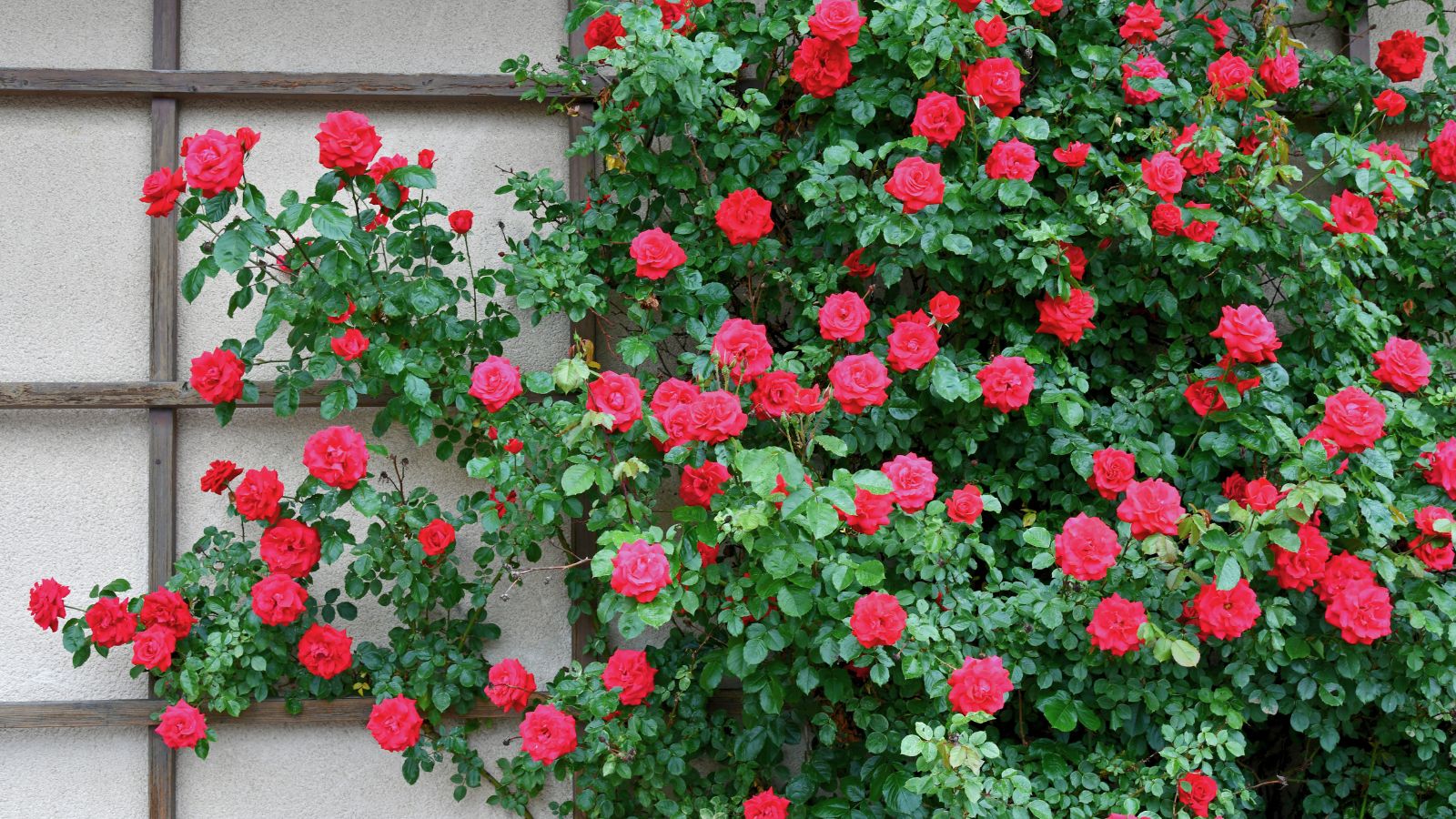 Rosa Gelb Rose Blumensamen zur Aussaat – leuchtend Garten Roses – Frühling & Fall Aussaat