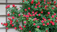 Rosa Gelb Rose Blumensamen zur Aussaat – leuchtend Garten Roses – Frühling & Fall Aussaat
